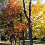 foliage 1