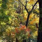 golden forest