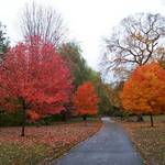 lingering color
