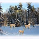 Christmas Deer