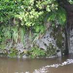 River garden #3