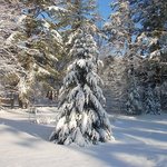 Think Snow