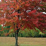 Sugar Maple