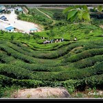 Green Tea Fields 2