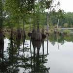 Dead Lakes