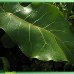 large leaf