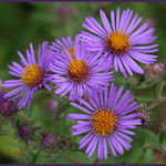 Late Summer Colors