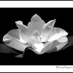 Southern Magnolia