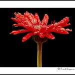 Red Daisy