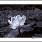 Selenium Lotus