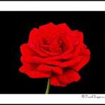 Rose Abstract