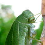 Leaf Bug Close Up