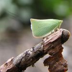 Leaf Hopper