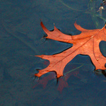Leaf on Water