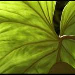 Leaf