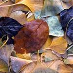 leafscape 1