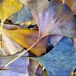 Ginko leaves 3