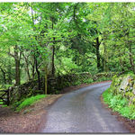 Leafy Lane