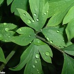 Rain drops 1