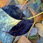 Ginko leaves
