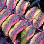 rainbow leaves