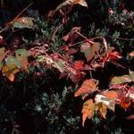 foliage 4