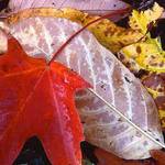 leaf design 3