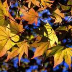 tree branch