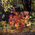 maples