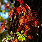 Leaf Colors