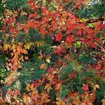 leaves and pines