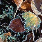 frosted leaves 2