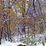 lingering leaves