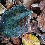 Frost