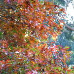 Autumn Leaves #2