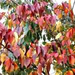 Autumn Colours