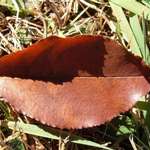 Mother Nature's Lips