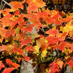 Maple Leaves