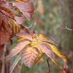 Leaves