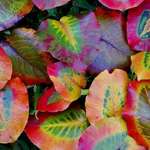 Leaves