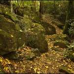 Autumn Trail