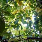 Our Lemon Tree 1