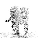 Leopard in High Key