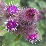 Lesser Burdock