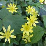 LESSER CELANDINE