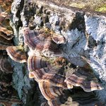 Lichen 2