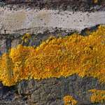 Lichen