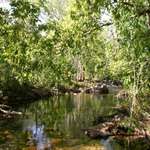 Forest stream