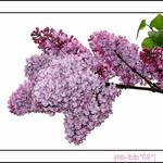 lilac bloom