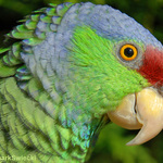 Lilac Crowned Amazon